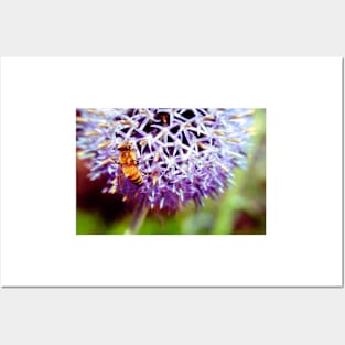 Bee On Small Globe Thistle 3 Posters and Art